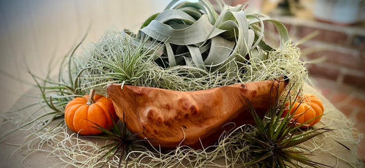 How to Make a Fall Centerpiece with Air Plants (That Lasts All Season)