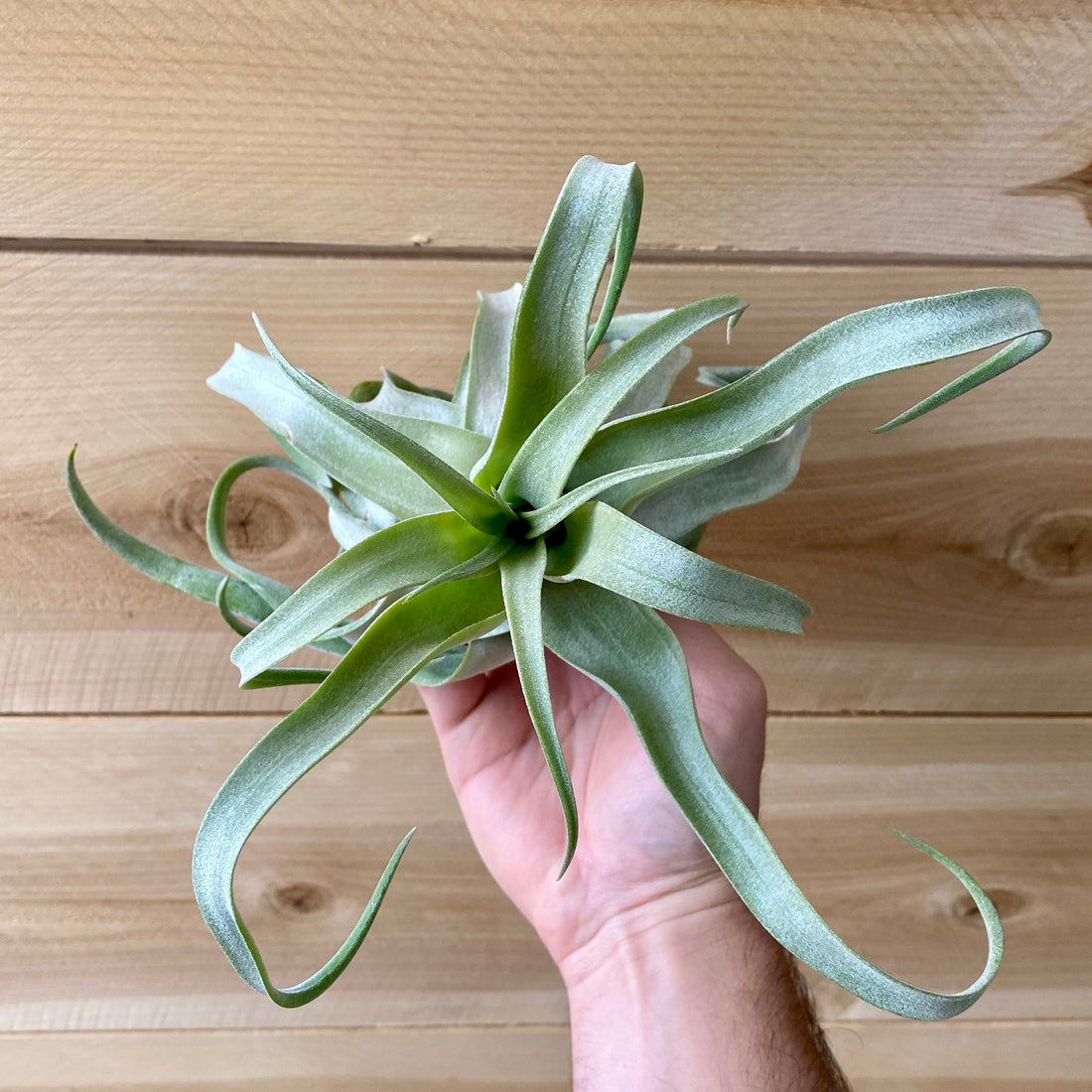 June Plant of the Month: Tillandsia Streptophylla