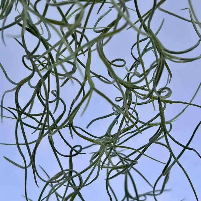 Spanish Moss
