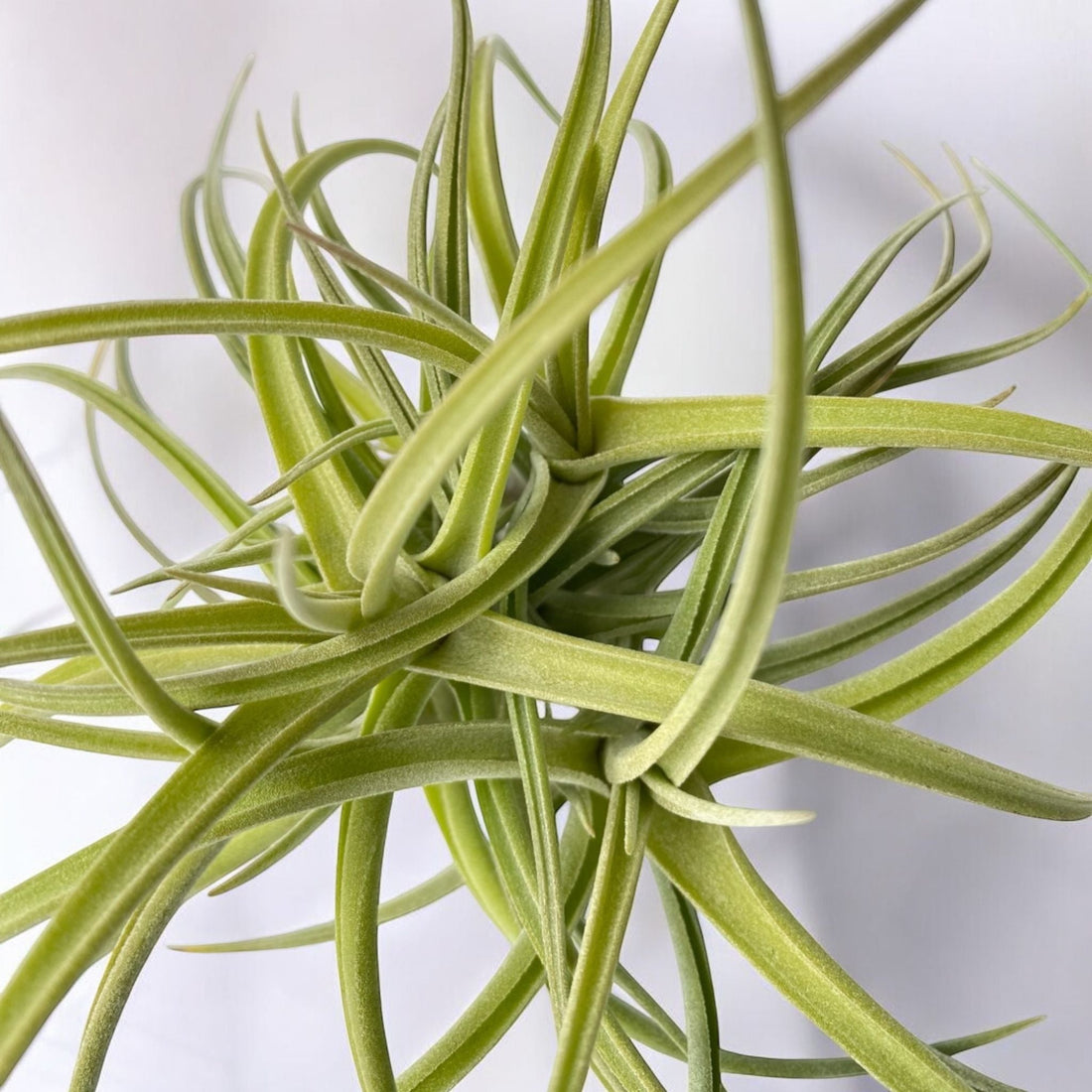 May Plant of the Month: Tillandsia Peru Inca Gold