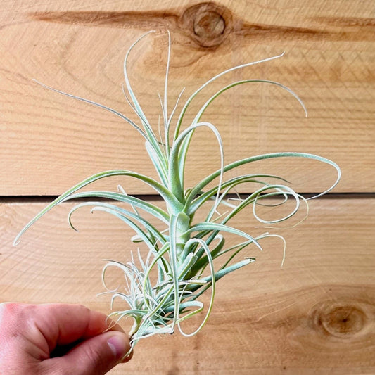 Introducing Tillandsia Straminea “Bush”: Quick-Growing Air Plant