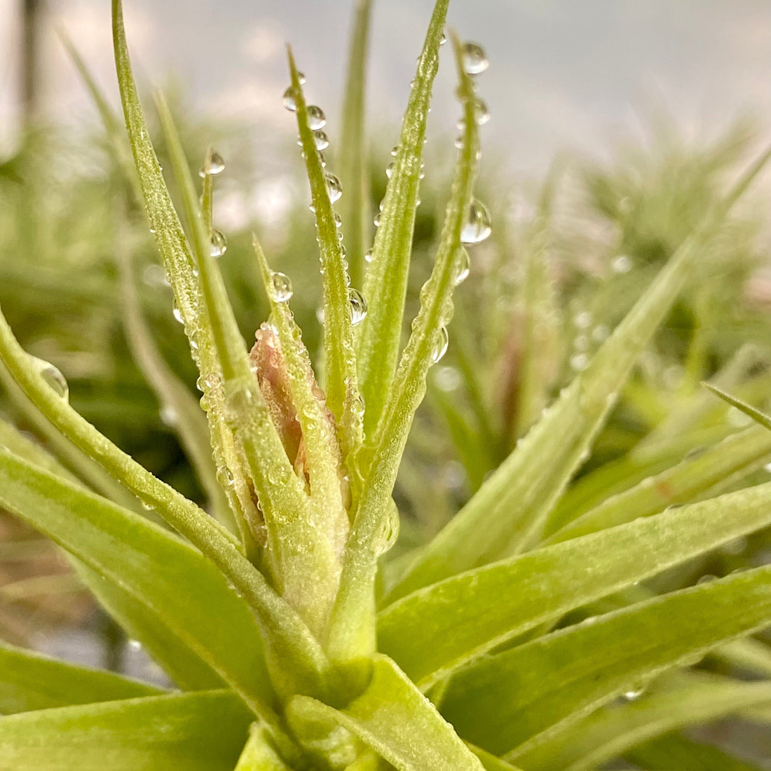 How to Water Air Plants: Simple Care Guide for Healthy Tillandsia