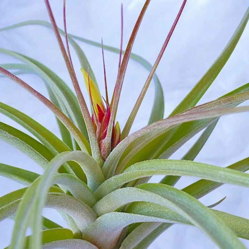 Air Plants (Tillandsia)