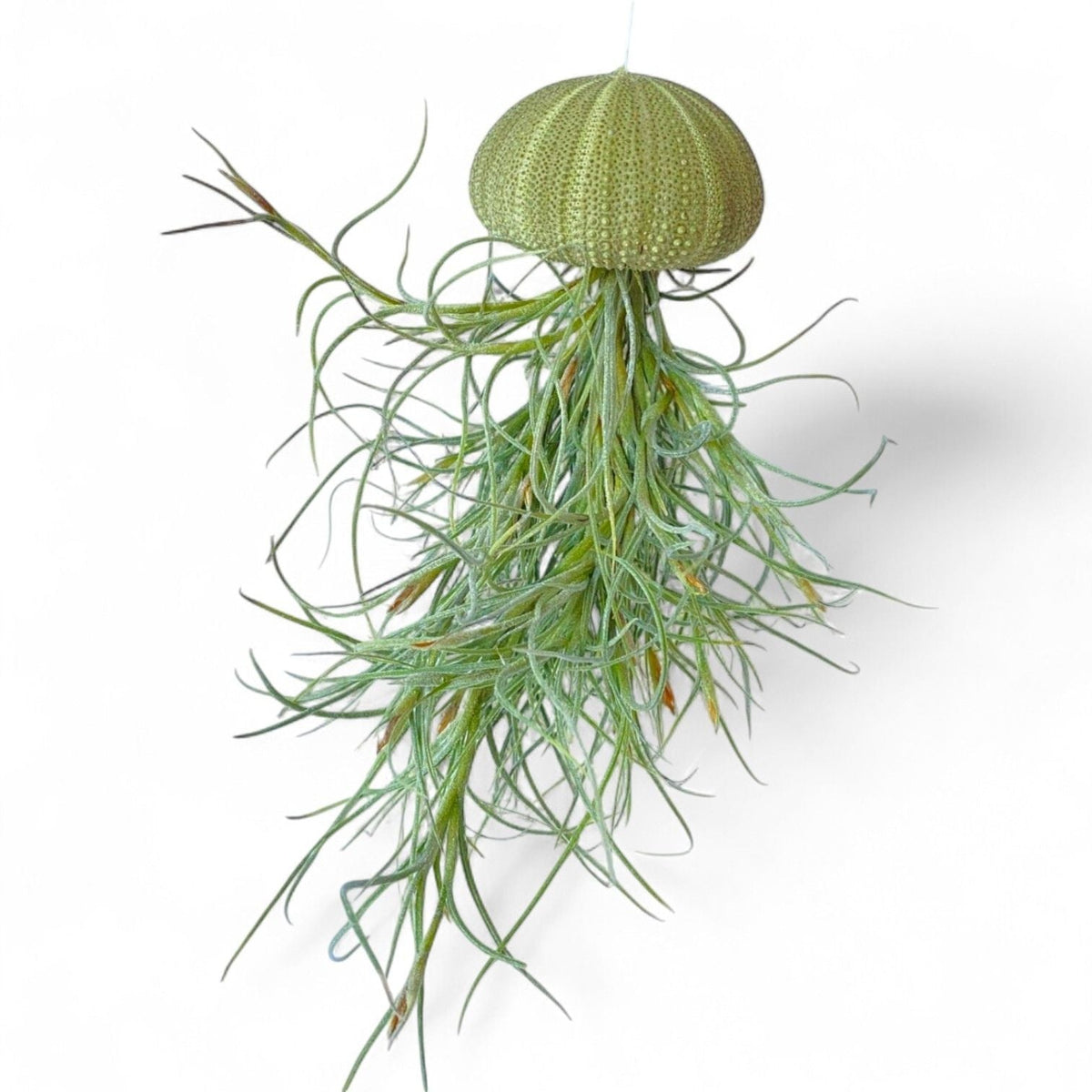 Hanging Air Plant Creatures - Jellyfish, Octopus & Snail
