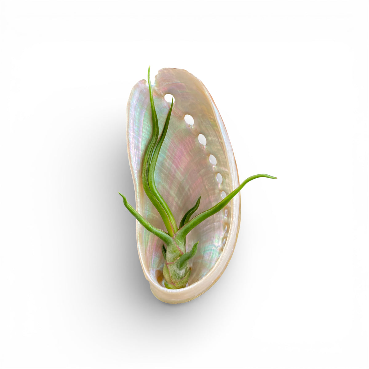 Abalone shell magnet with green air plant inside with white background