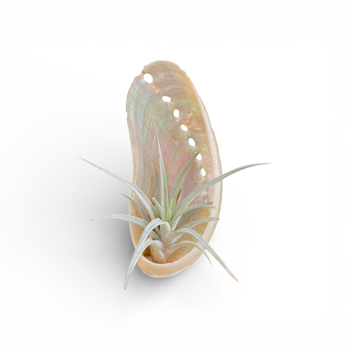 Abalone shell magnet with green air plant inside with white background