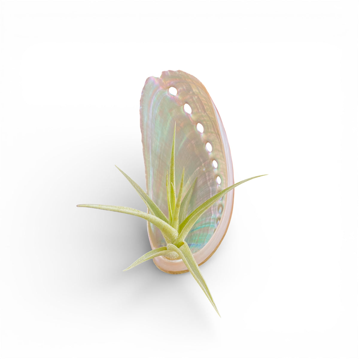 Abalone shell magnet with green air plant inside with white background