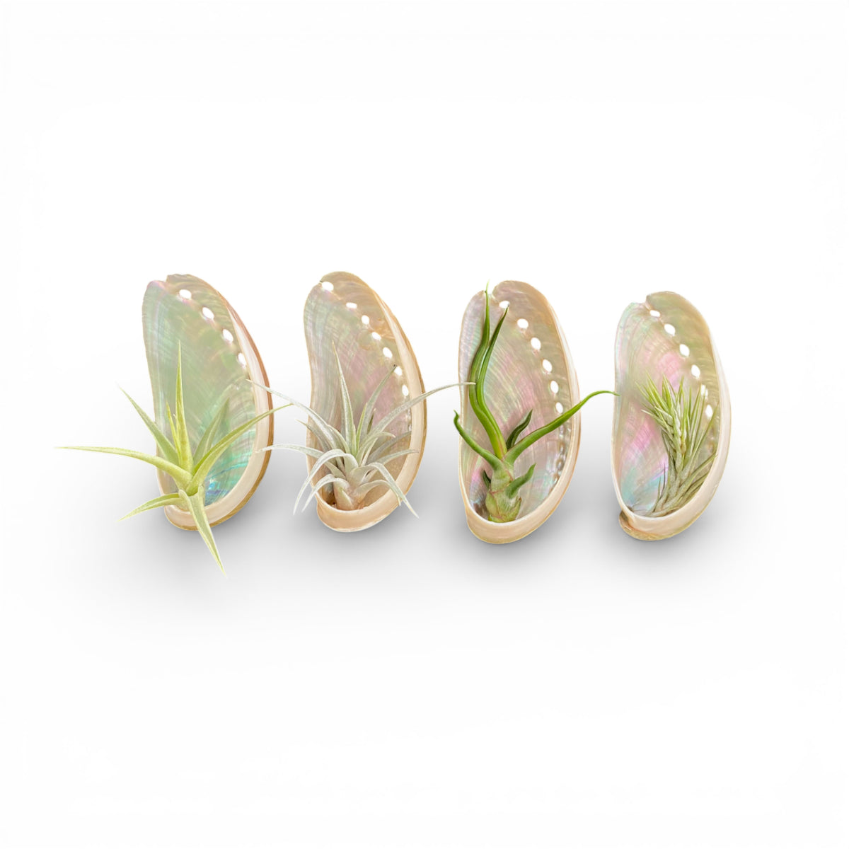 Four air plant magnets made from abalone shell on a white background