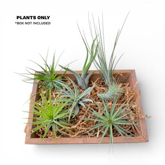 Air Plant Starter Bundle (7-Pack)