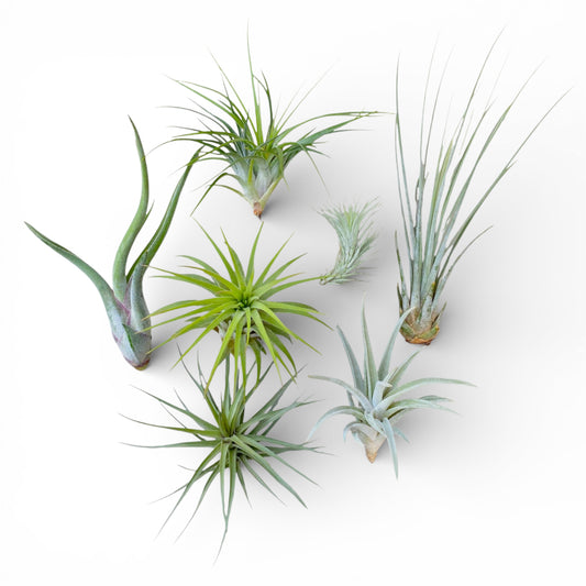 Collection of air plants on a white background