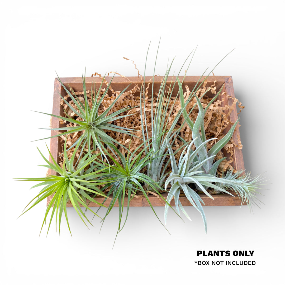 Air Plant Starter Bundle (7-Pack)
