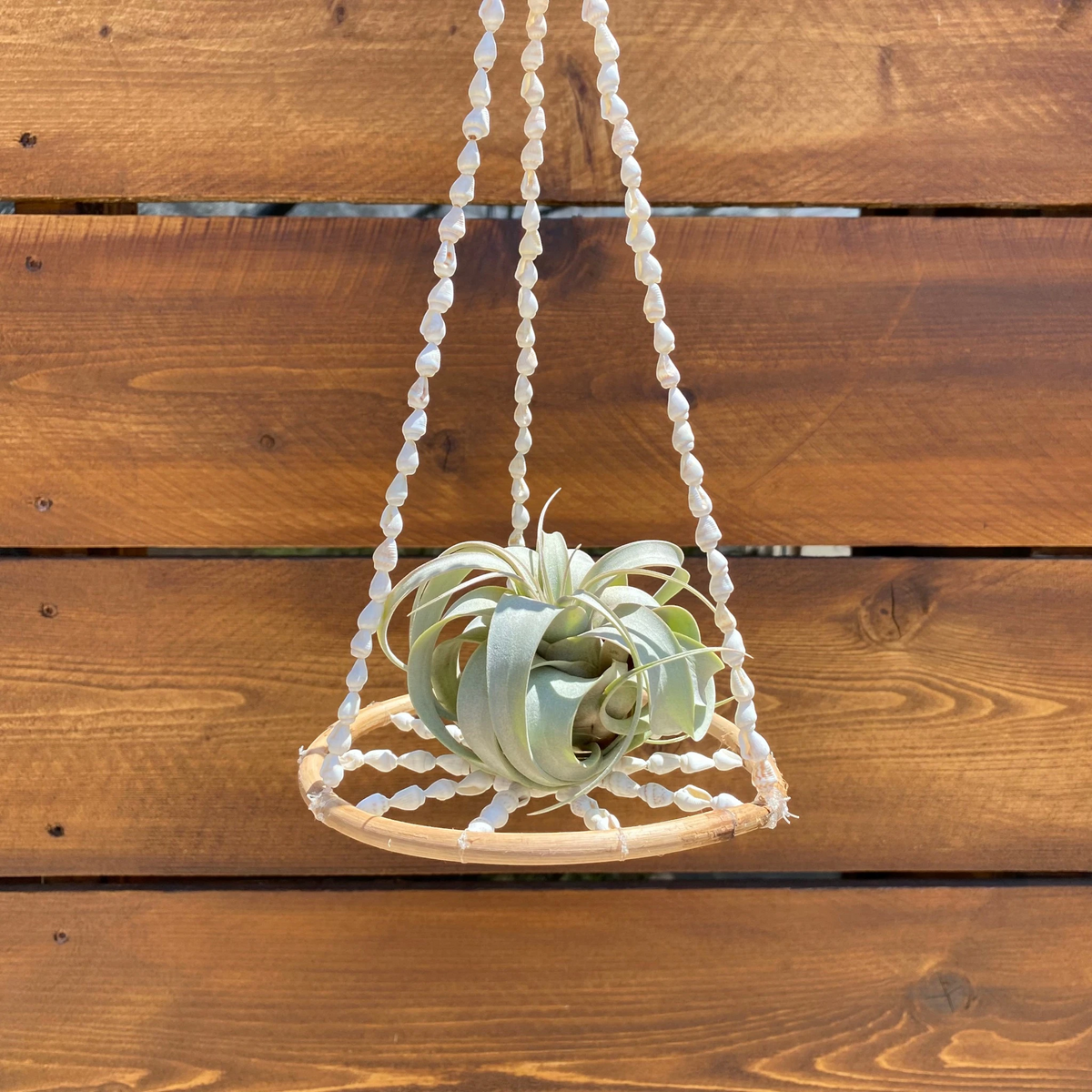 Coastal Drift Halo - Hanging Shell Air Plant Holder