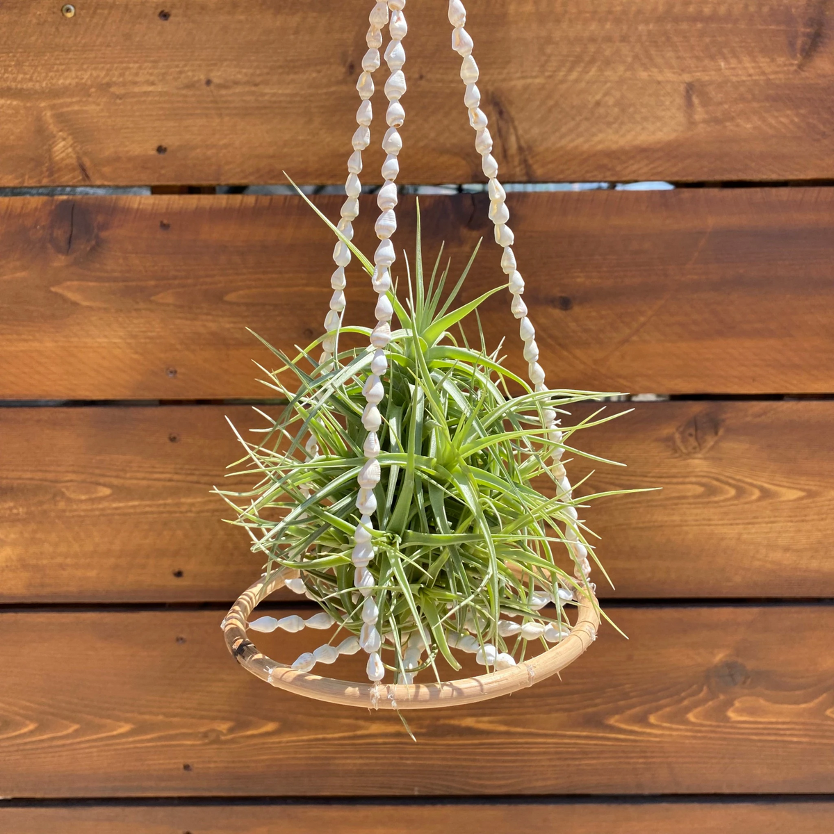 Coastal Drift Halo - Hanging Shell Air Plant Holder