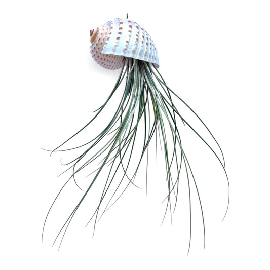 Hanging air plant snail shell jellyfish tonna shell
