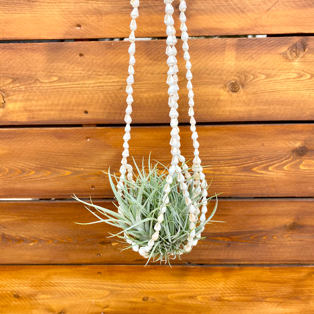 Hanging air plant holder with shell beads against a wooden background