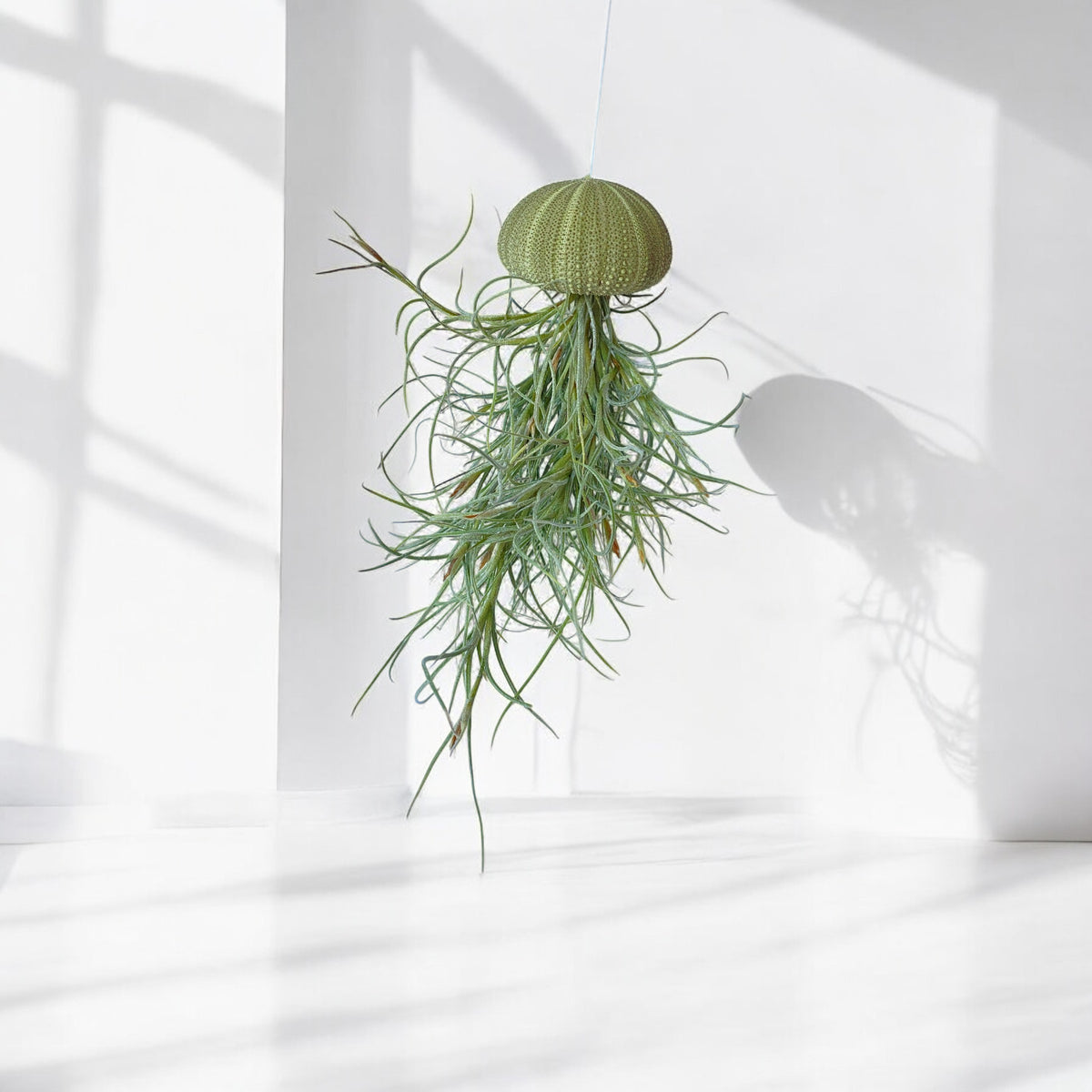 A hanging air plant jellyfish with a green urchin