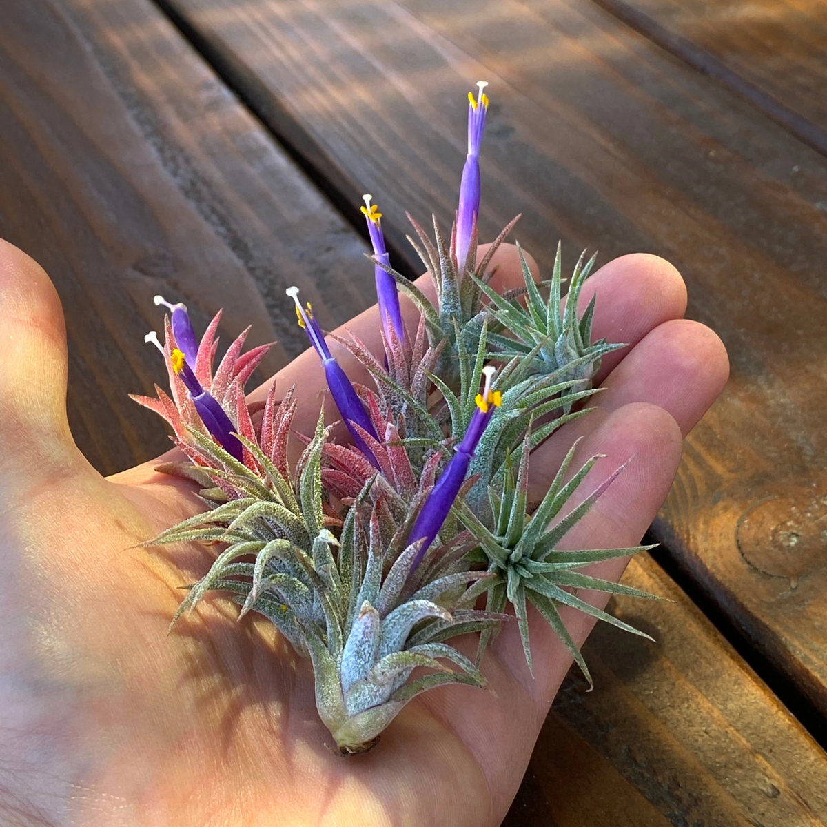 10 Pack Mini Ionantha Mexico (Type II) Air Plants