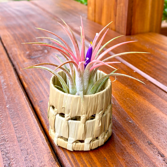 Small air plant in a woven pot on a wooden surface