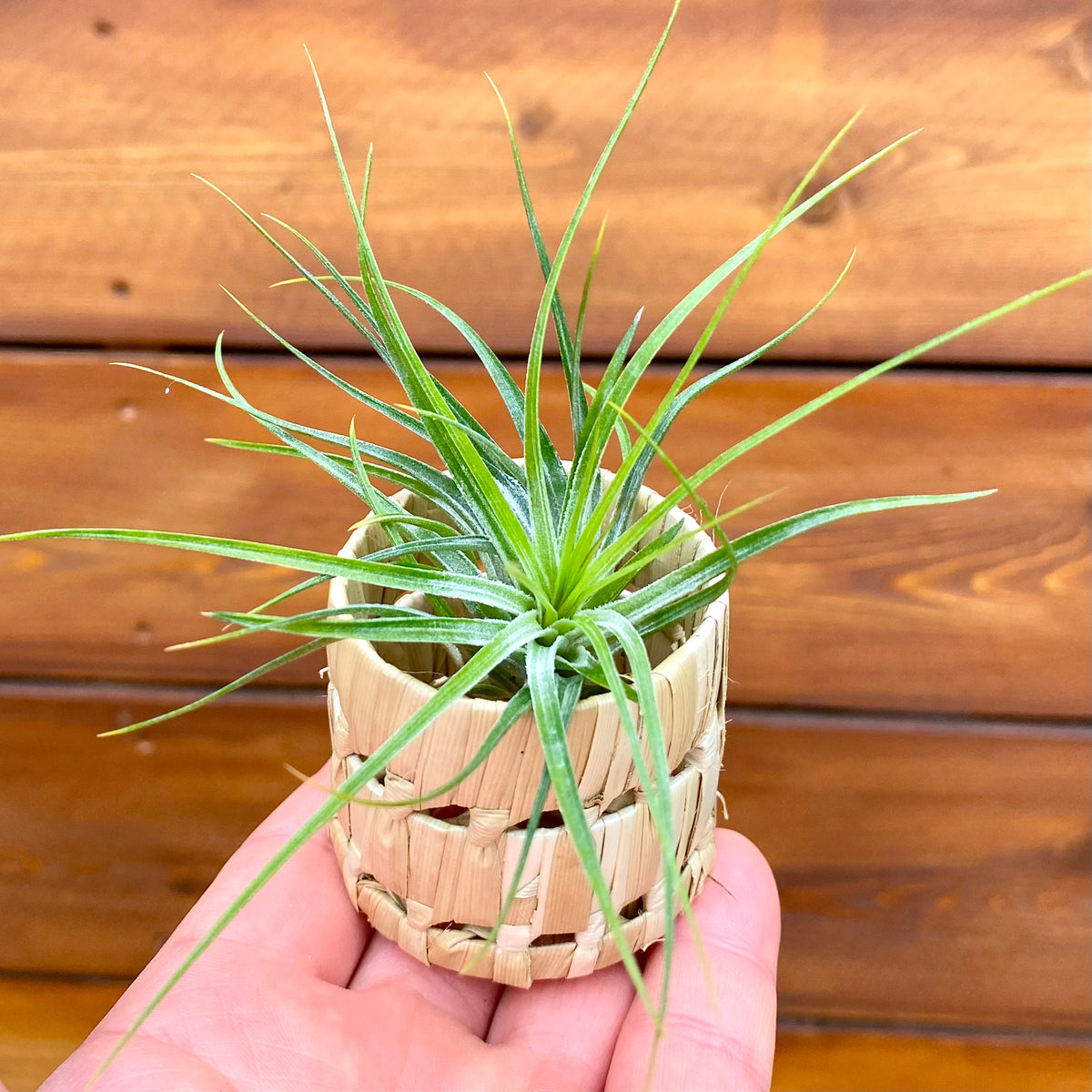 Hand holding a small air plant in a woven pot against a wooden background
