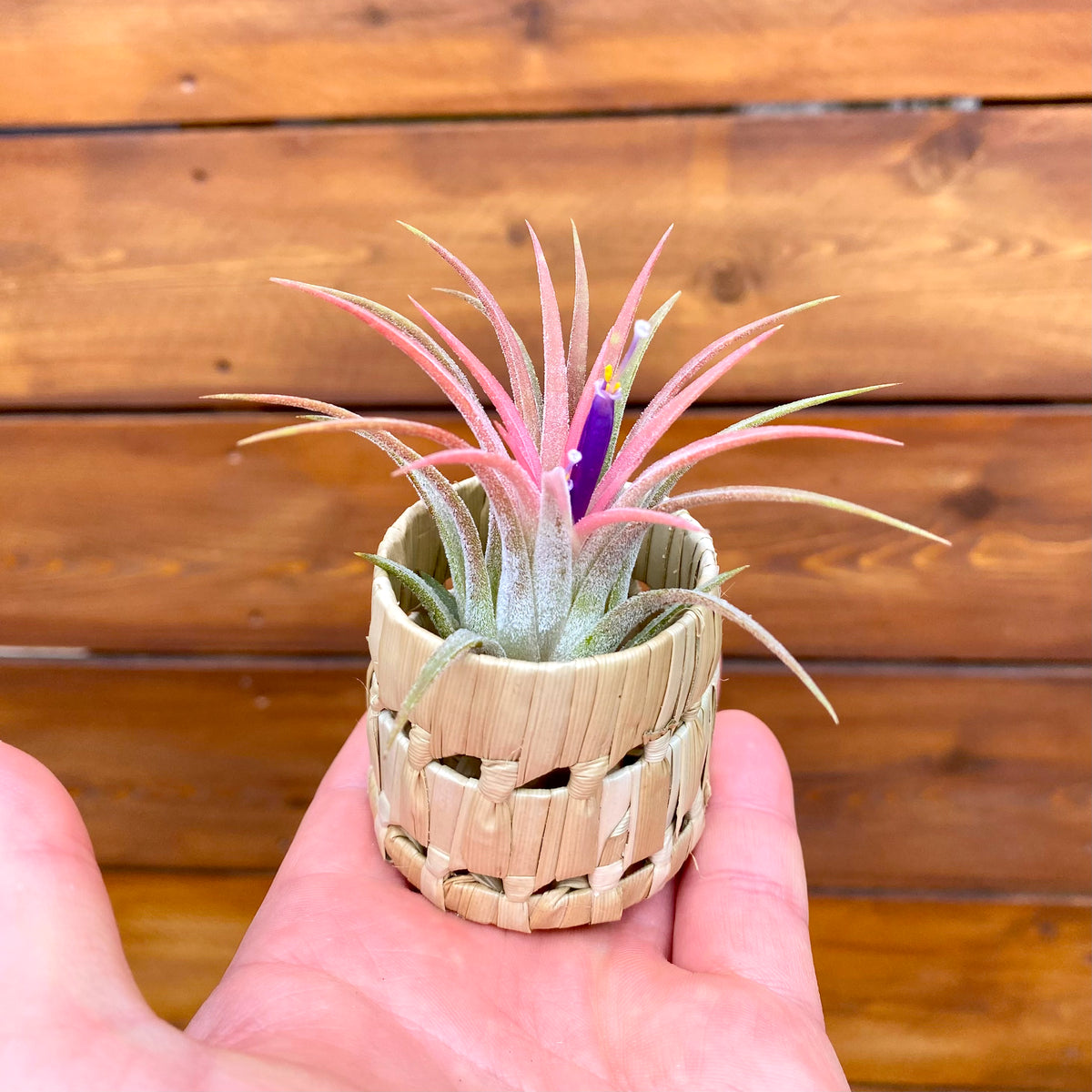 Small air plant in a woven basket held in front of a wooden background