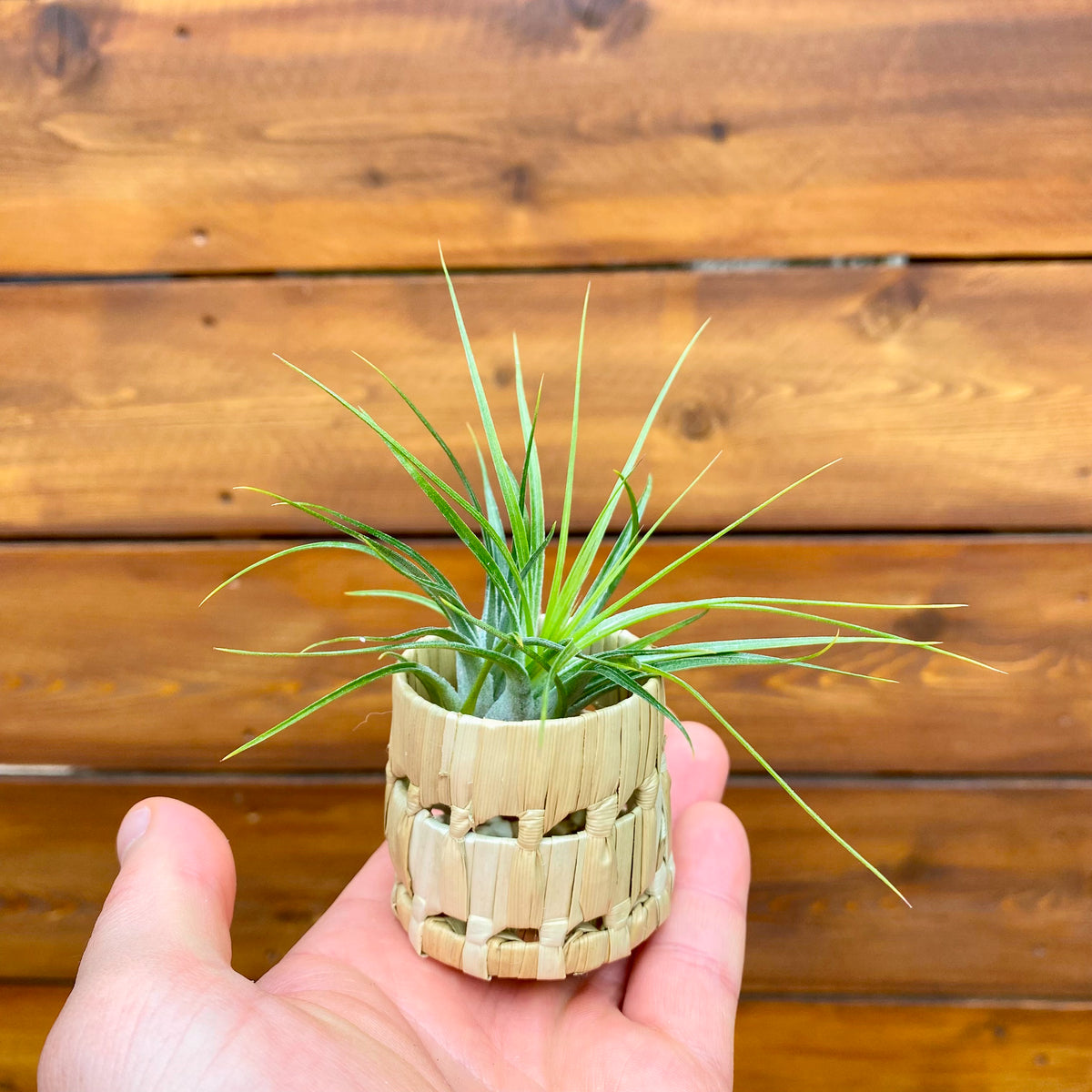 Hand holding a small green air plant in a woven basket against a wooden background