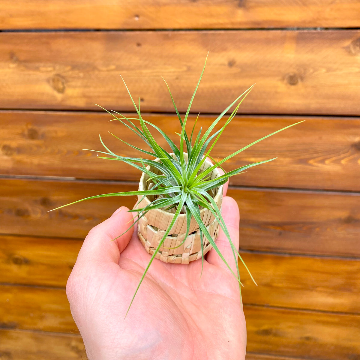 Hand holding a small air plant in a woven pot against a wooden background