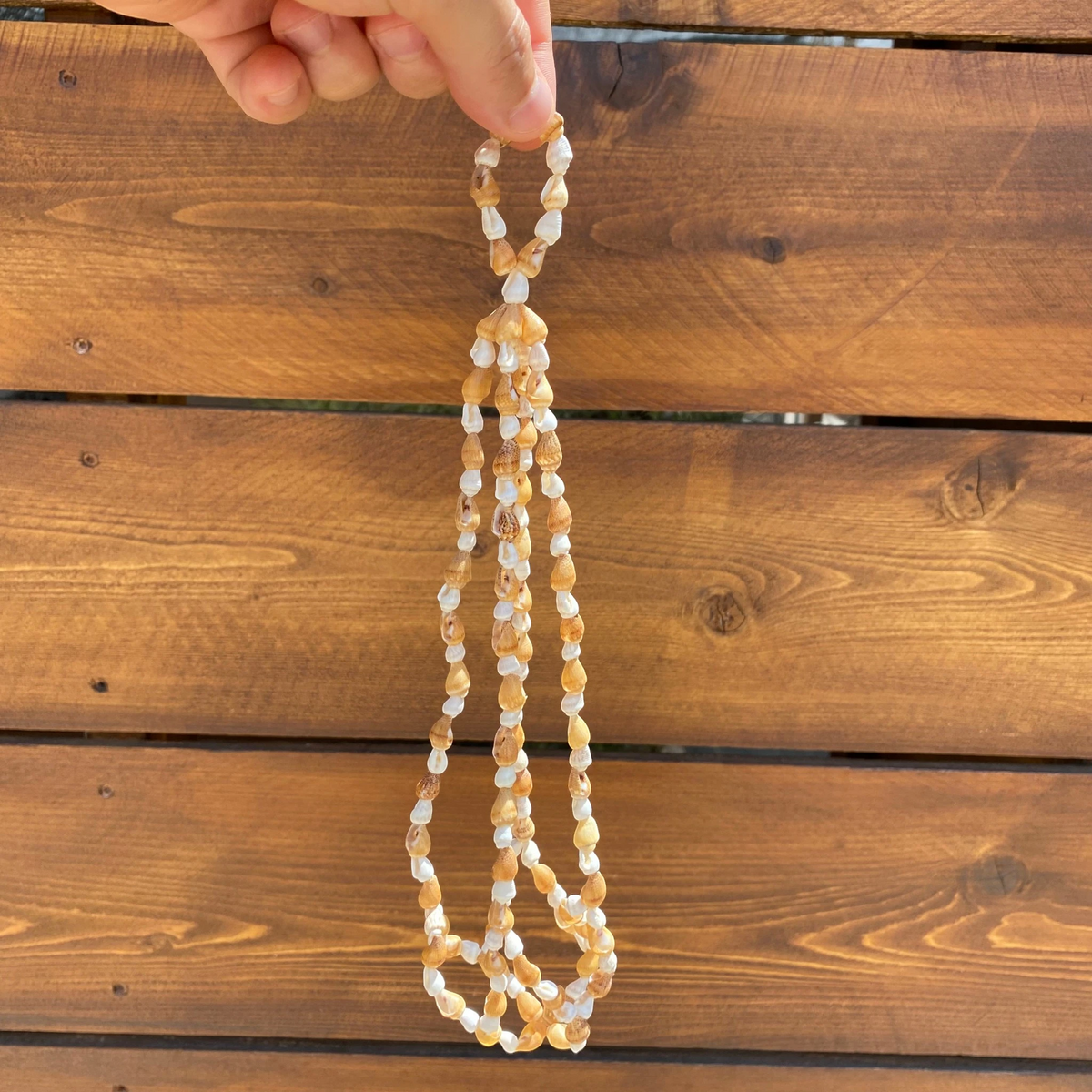 Seashell Cradle – Hanging Air Plant Holder