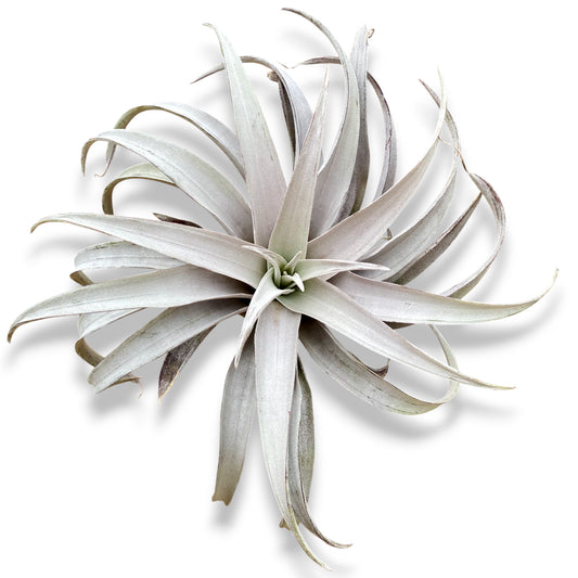 TIllandsia Chiapensis Gigantesco Air Plant