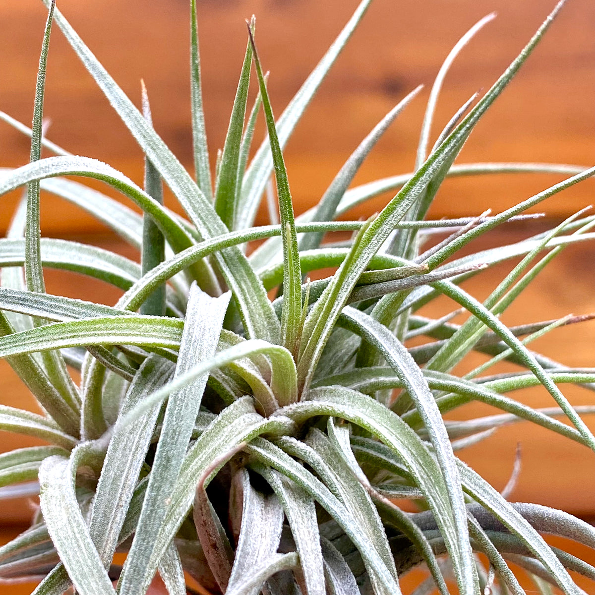 Close-up of a tillandsia plant with a blurred wooden background