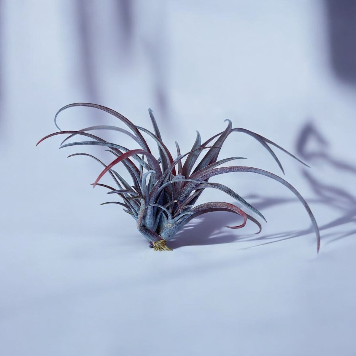 A deep maroon colored Tillandsia Capitata v. Domingensis air plant against a white background.