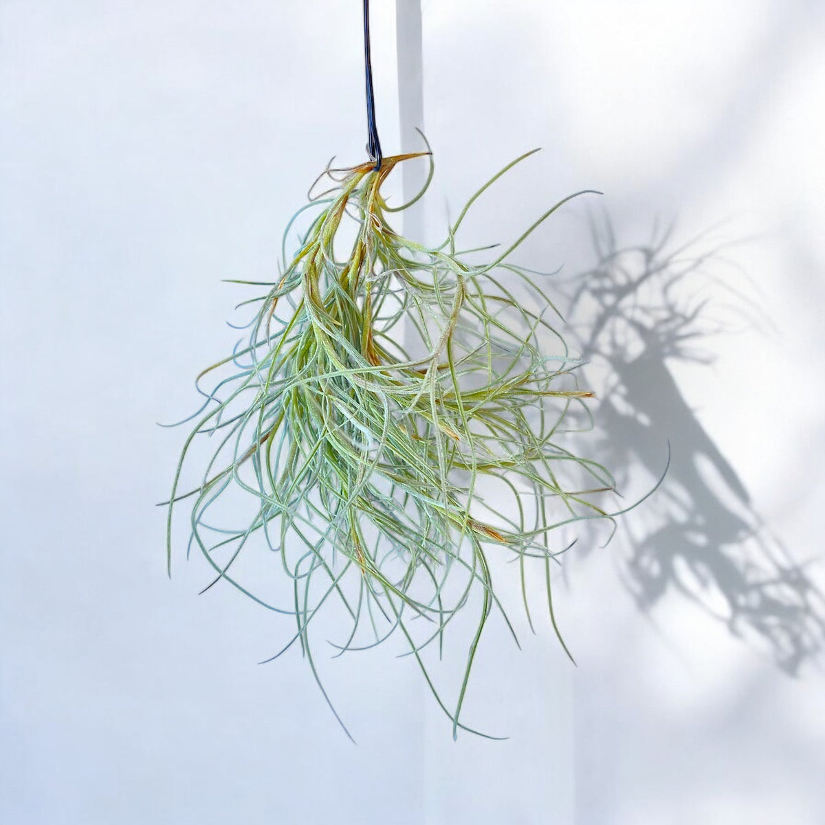 Tillandsia Kimberly Air Plant