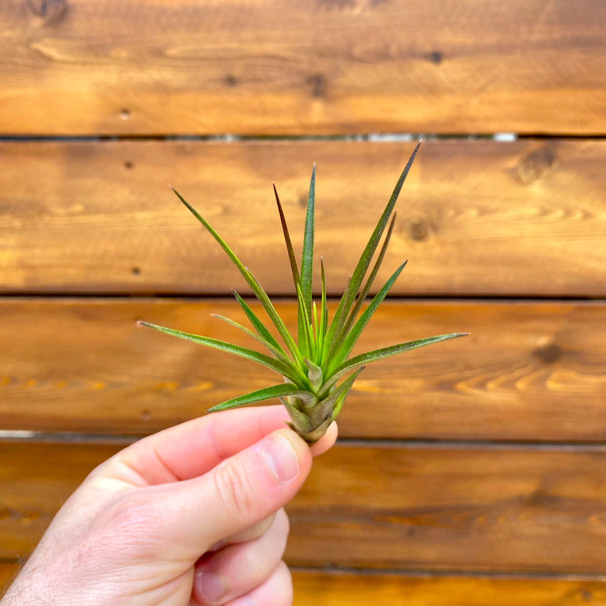 Hand holding a small green plant against a wooden background