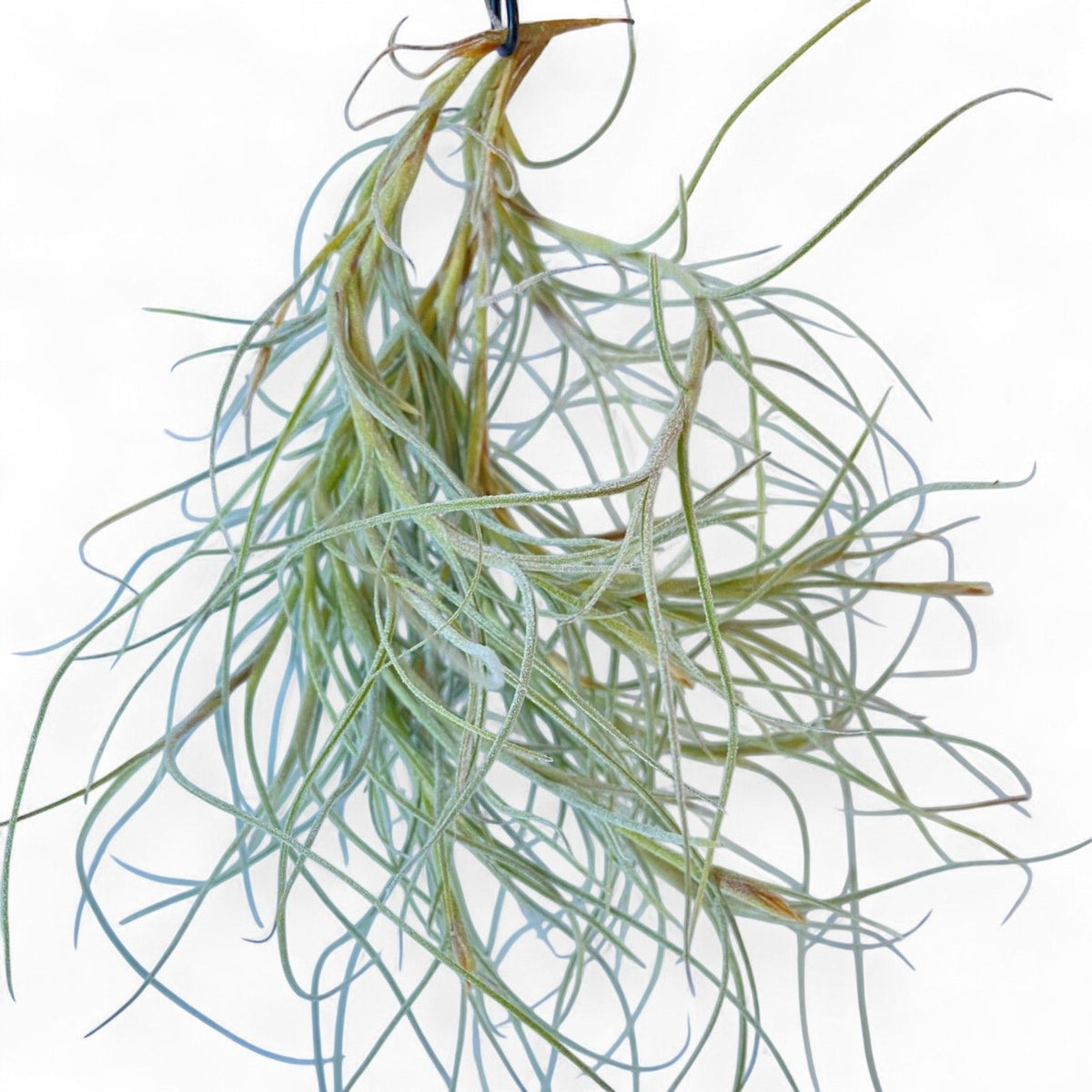 Hanging air plant on a white background