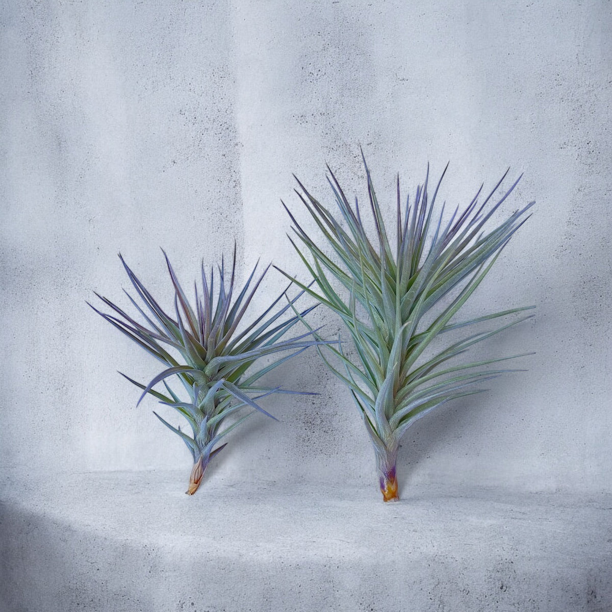Two Tillandsia Araujei 'Purple Star' air plants with stiff, narrow leaves, displayed against a grey background.