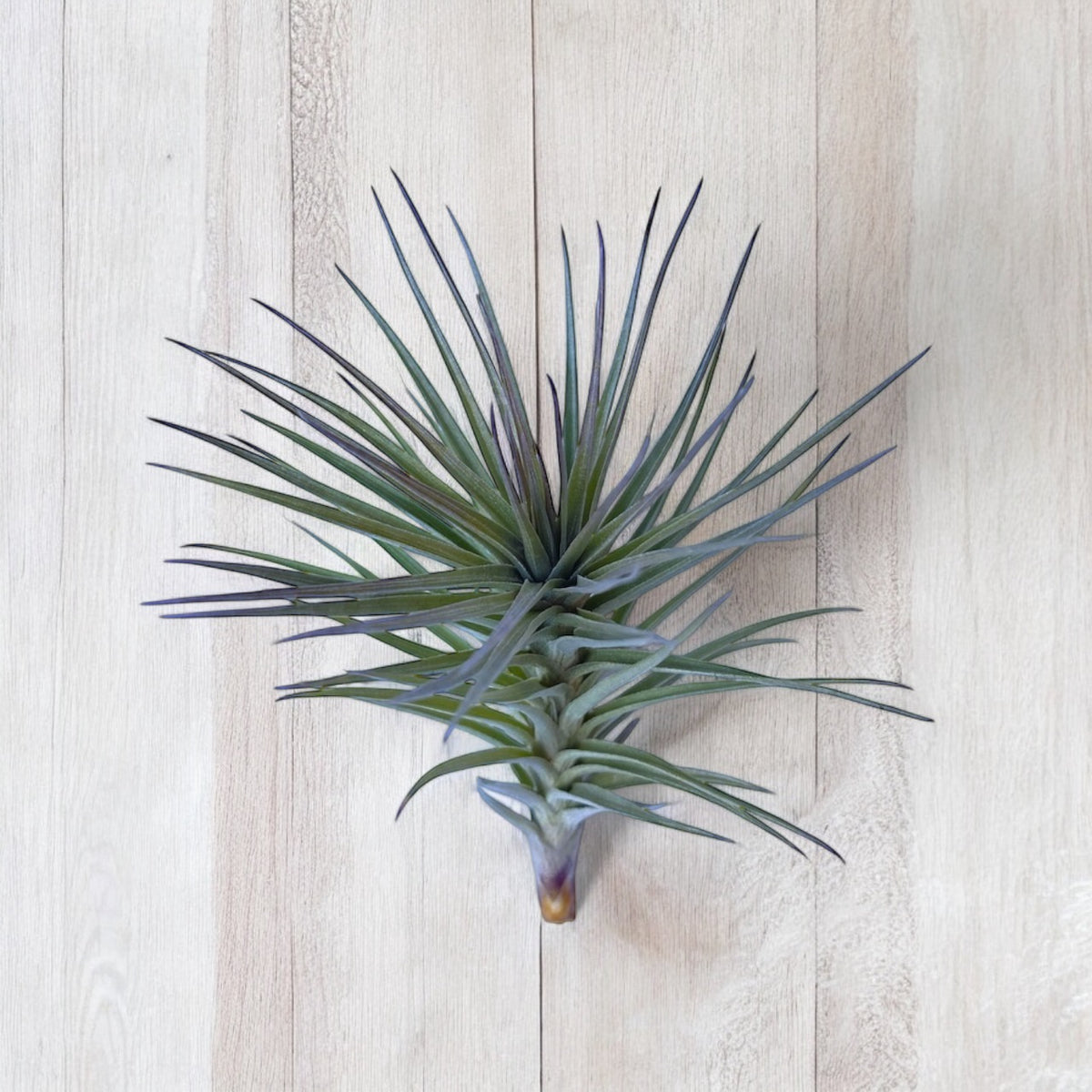 Tillandsia Araujei 'Purple Star' air plants with stiff, narrow leaves, displayed against a wood background.