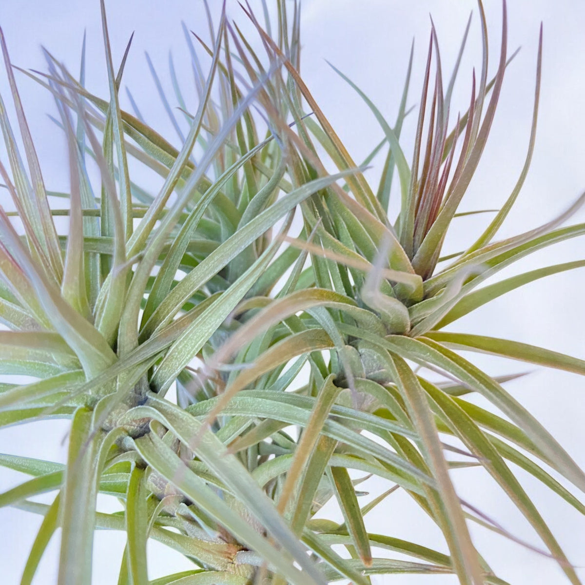 Tillandsia Araujei Purple Star Air Plant Clump