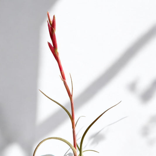 close up of Tillandsia Baileyi air plant flower spike
