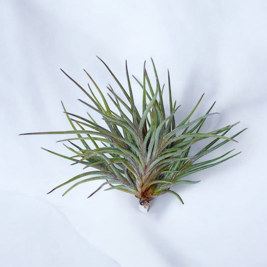 A clump of Tillandsia Bandensis air plant with green leaves