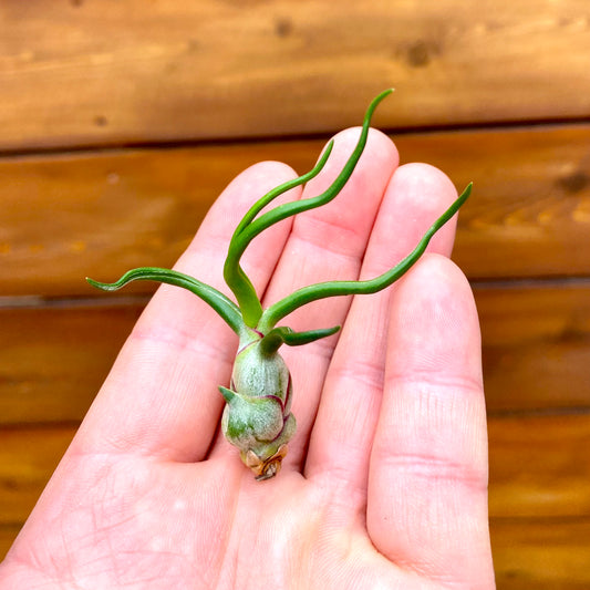 Small green plant held in a hand against a wooden background