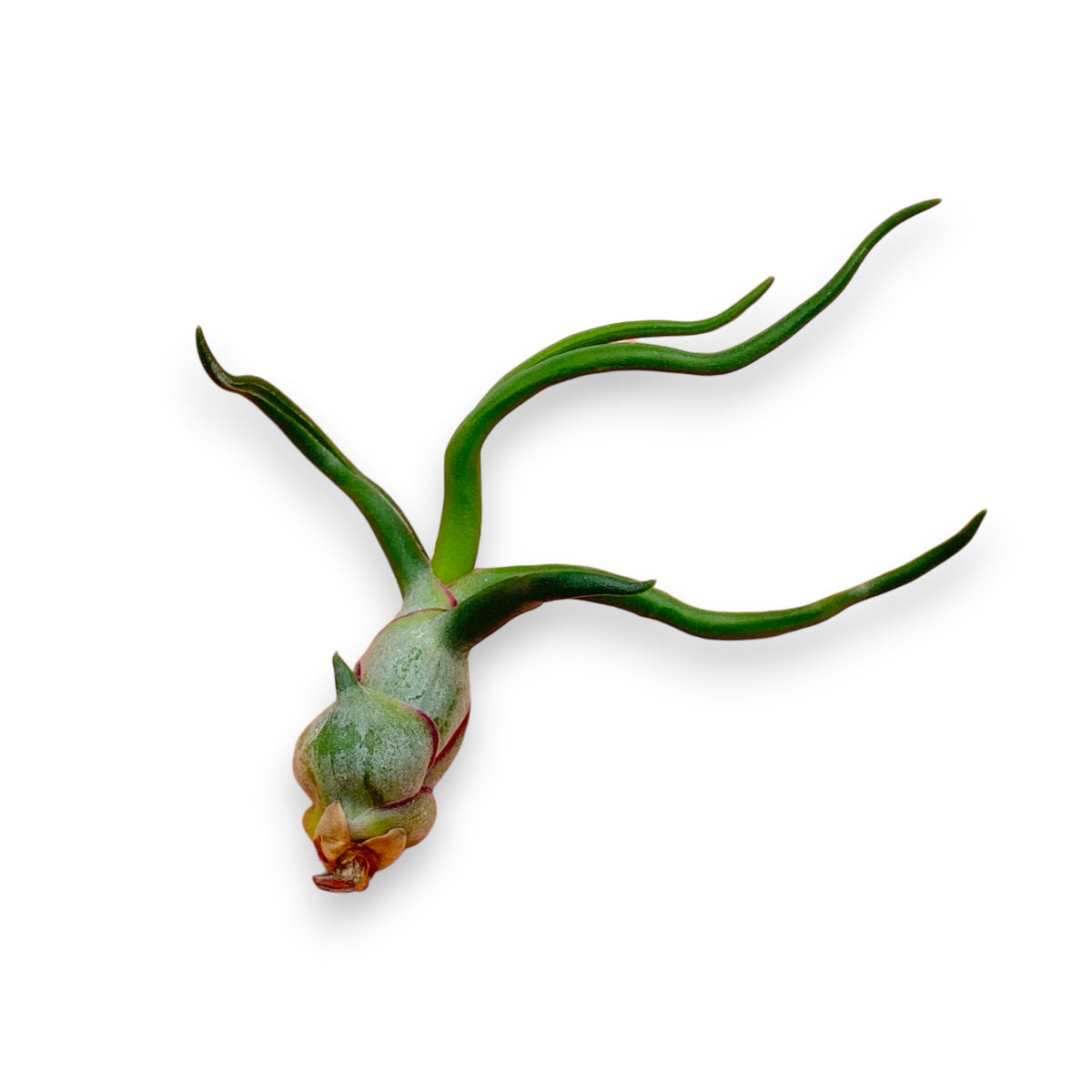 Tillandsia air plant on a white background