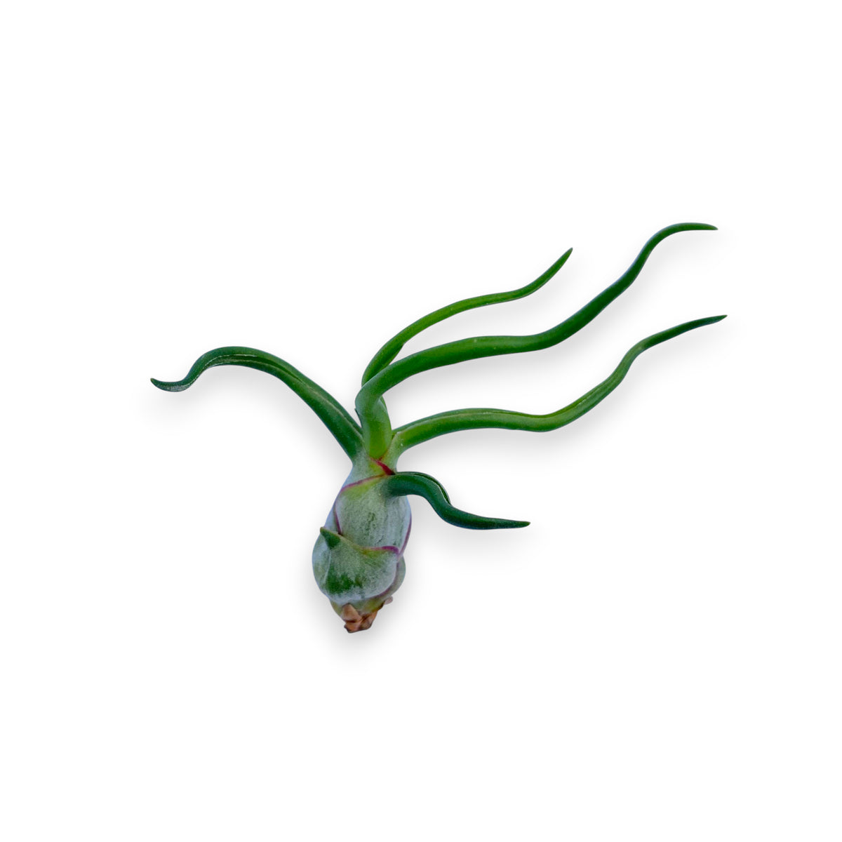 Tillandsia air plant with long green leaves on a white background