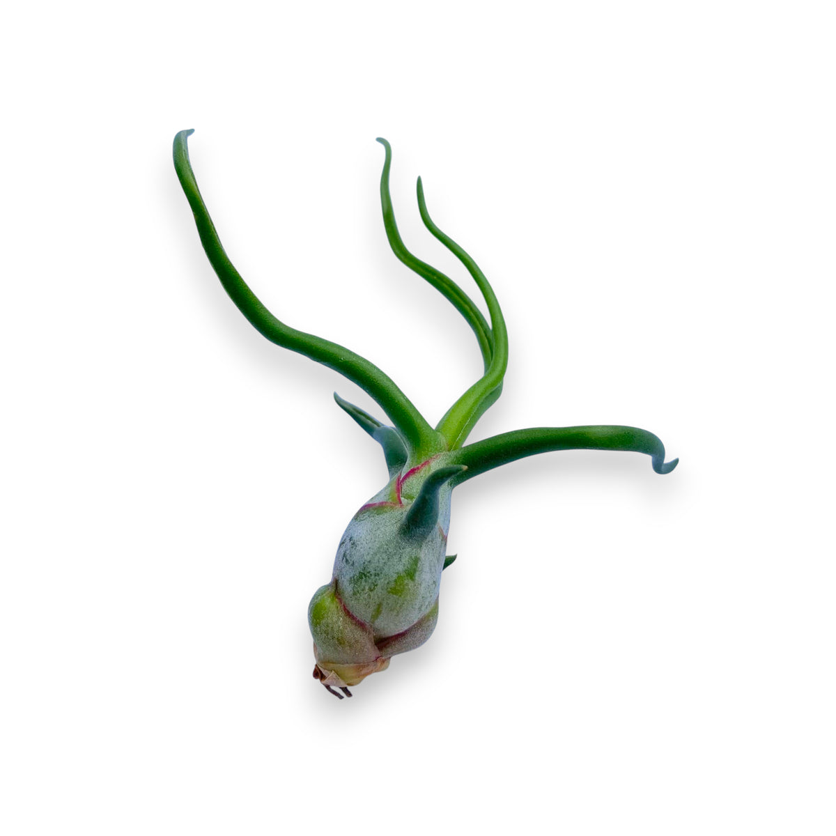 Tillandsia air plant with long green leaves on a white background