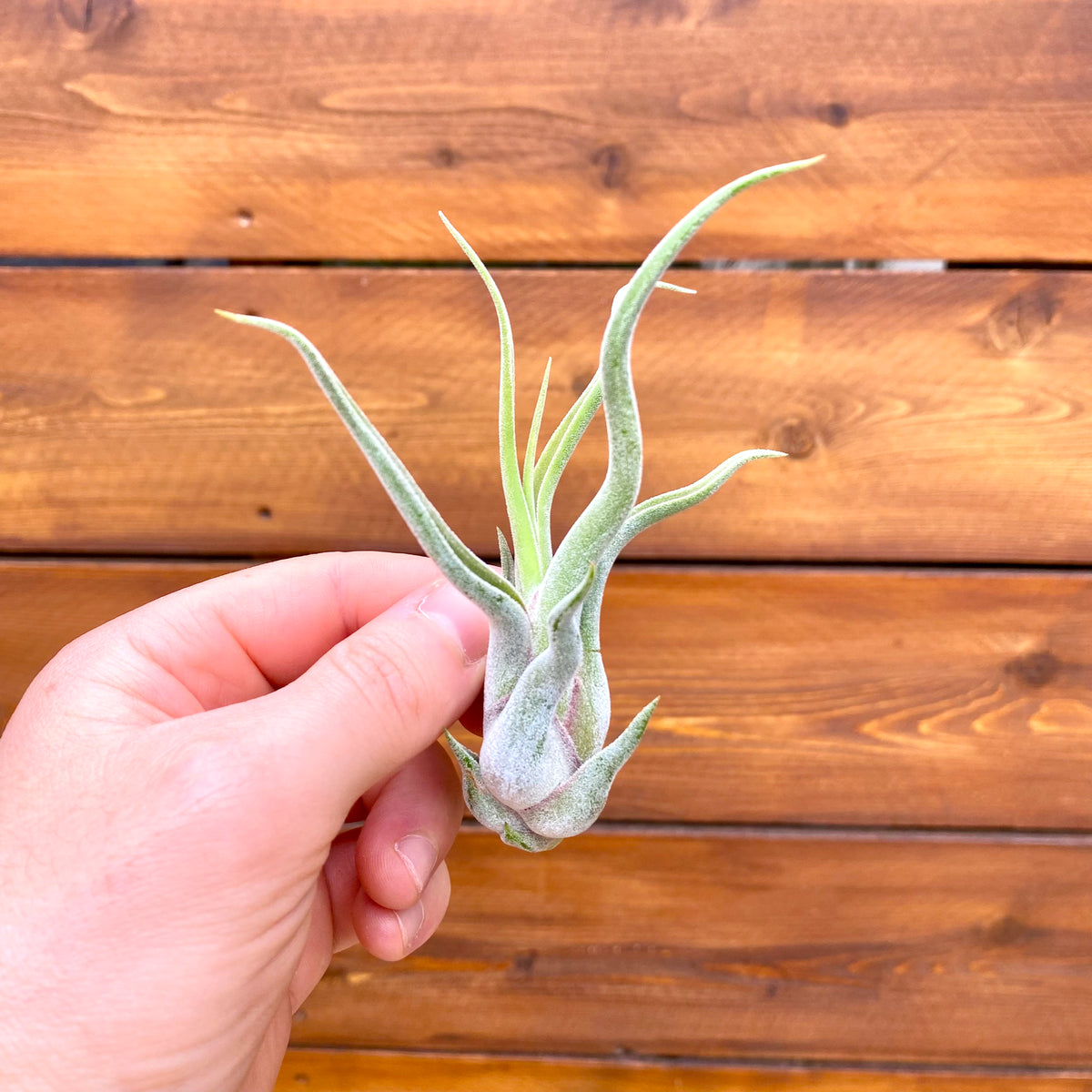 Hand holding a small green air plant against a wooden background