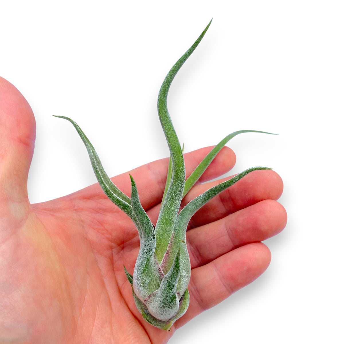 Small green air plant held in a hand against a white background