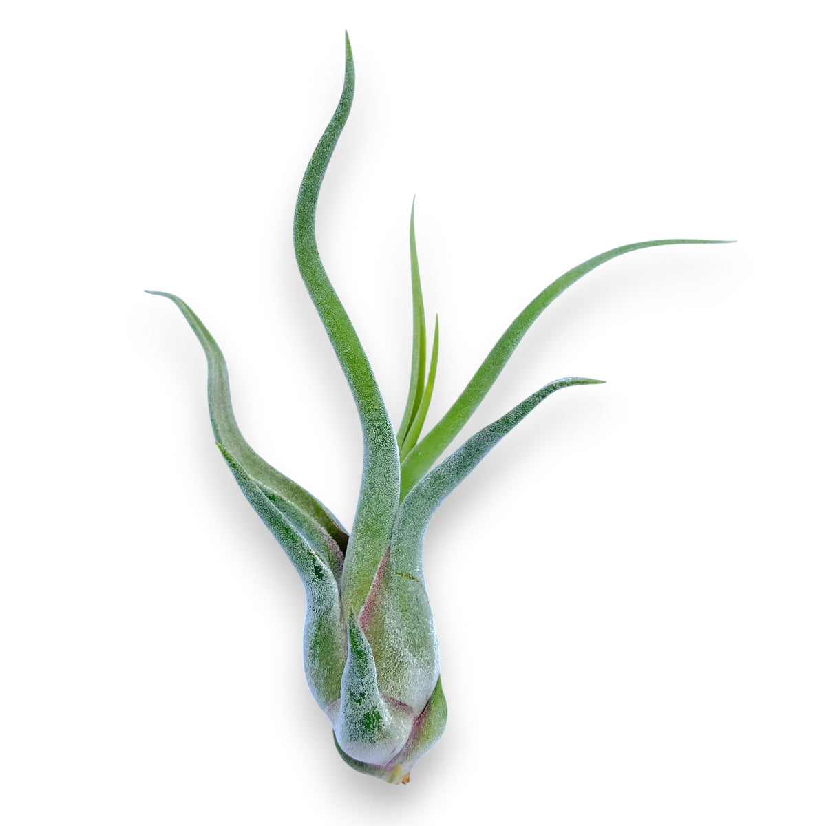 Tillandsia air plant on a white background