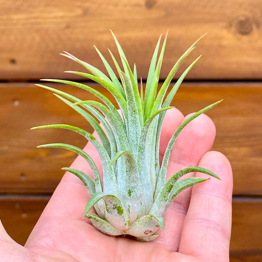 Small green air plant held in a hand against a wooden background