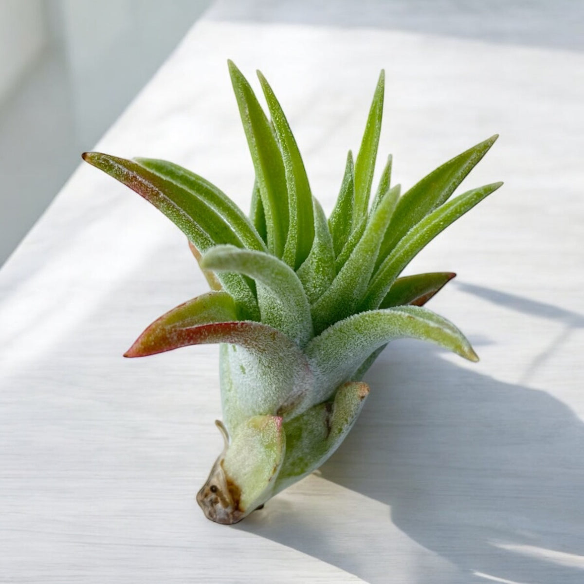 Tillandsia Ionantha Vanhyningii Air Plant