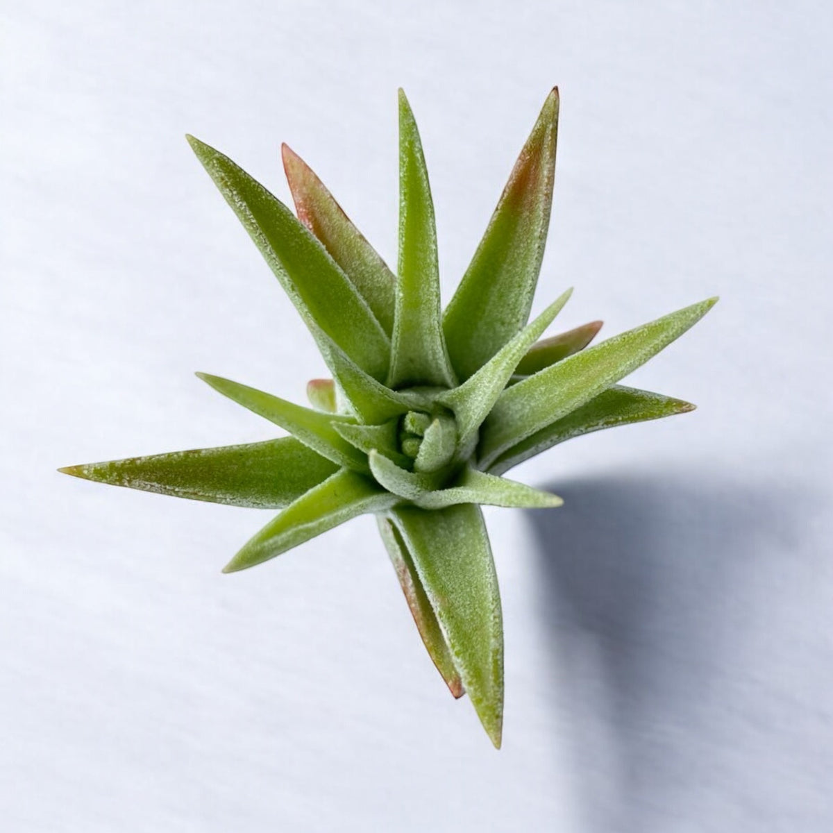 Tillandsia Ionantha Vanhyningii Air Plant