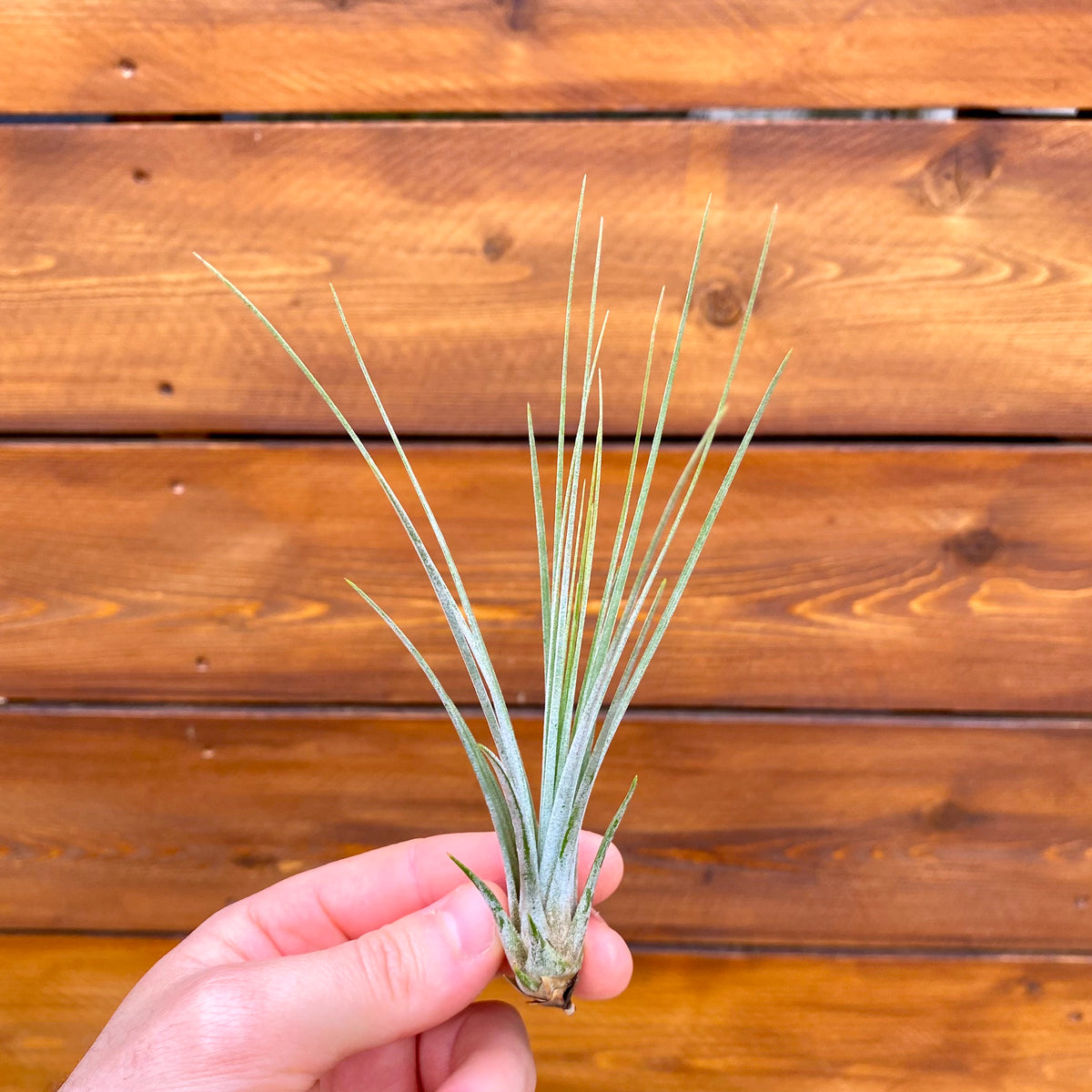 Hand holding a small air plant against a wooden background