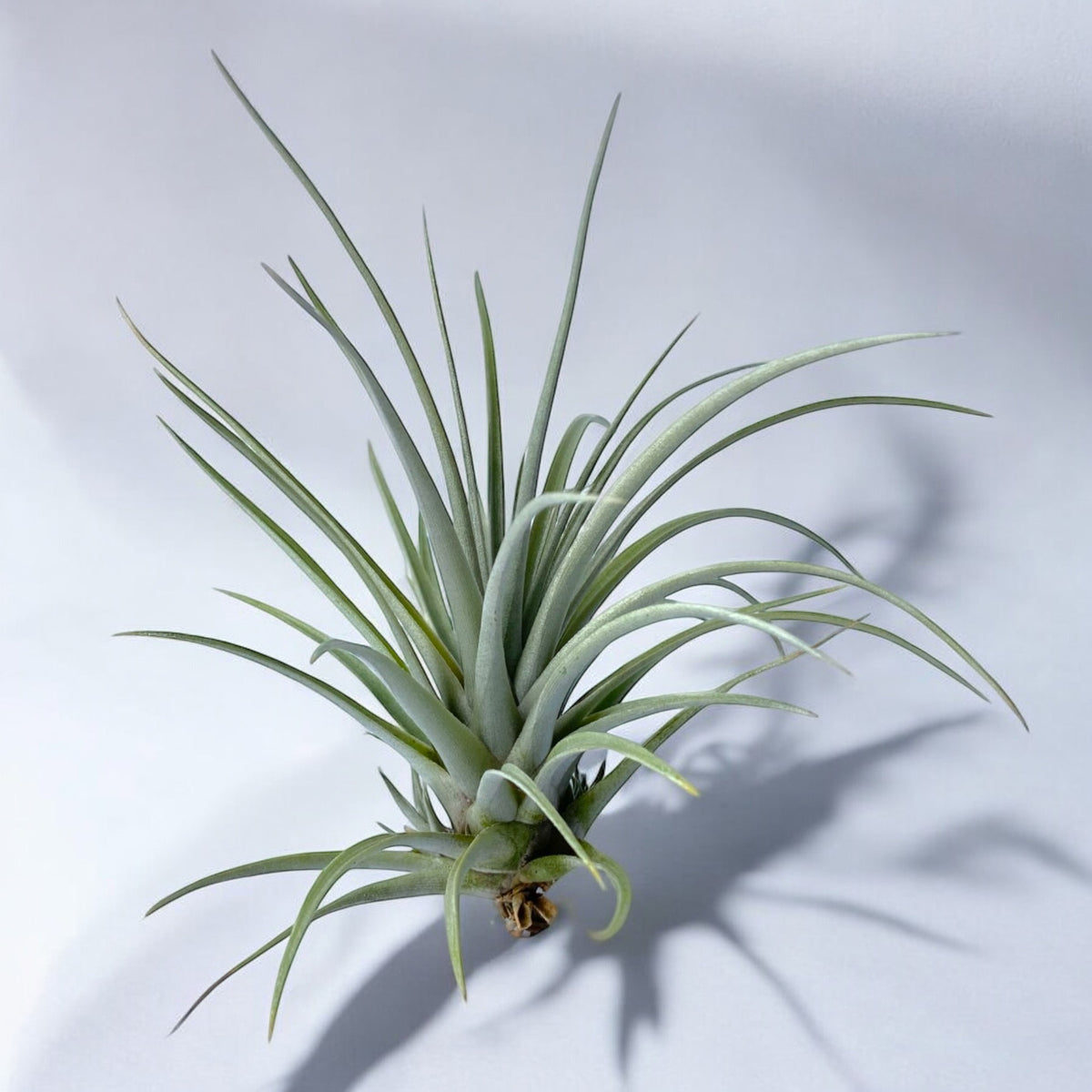 A hardy Tillandsia Mima v. Chilitensis air plant with narrow, stiff leaves against a light background.